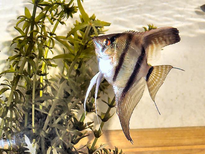 freshwater fish - pterophyllum scalare - angelfish stocking in 20 gallons tank - Yet the same fish different picture!