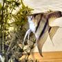 freshwater fish - pterophyllum scalare - angelfish stocking in 20 gallons tank - Yet the same fish different picture!