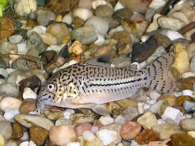 freshwater fish - corydoras nanus - nanus cory cat stocking in 20 gallons tank - A picture of one of my Cory Cats.