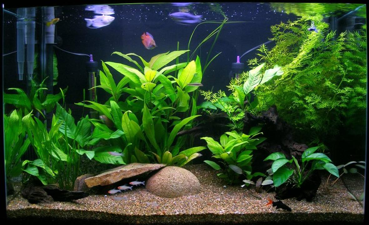 planted tank (mostly live plants and fish) - 135lt (36 Gal) planted community display, featuring dwarf gouramis and a rummy-nose tetra school.