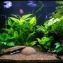 planted tank (mostly live plants and fish) - 135lt (36 Gal) planted community display, featuring dwarf gouramis and a rummy-nose tetra school.