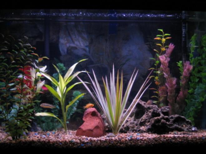 30 gallons freshwater fish tank (mostly fish and non-living decorations) - 29gal New picture