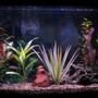 30 gallons freshwater fish tank (mostly fish and non-living decorations) - 29gal New picture