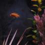freshwater fish - pseudotropheus estherae - red zebra cichlid stocking in 30 gallons tank - orange chiclid