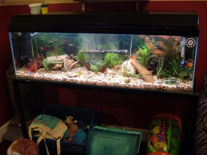 100 gallons planted tank (mostly live plants and fish) - 4ft tank 12x15 inches deep. planted community photographed at night