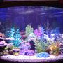 36 gallons freshwater fish tank (mostly fish and non-living decorations) - 36gal corner tank