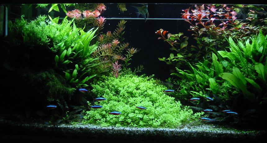 Rated #6: 47 Gallons Planted Tank - Front view of my 180 liters tank