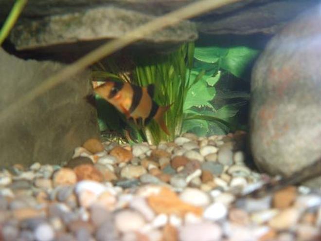 freshwater fish - botia macracantha - clown loach stocking in 100 gallons tank - Clown loach