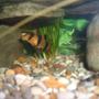 freshwater fish - botia macracantha - clown loach stocking in 100 gallons tank - Clown loach