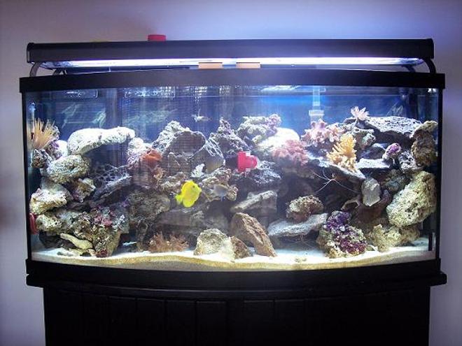 72 gallons reef tank (mostly live coral and fish) - 72 Gal. bow front. There is 1 emperior 400 filter with along with a magnum 350 and a skilter 450. This tank has:  60 pounds reef sand, 75 lbs base rock, 50 lbs live rock, 2 10,000 Bulbs, 2 6500k Bulbs, 2 Luner Bulbs, 2 actinic bulbs, 2 moon lights, 2 leather corals, 3 anemones,3 feather dusters, 3 colonies of red mushrooms, 1 clam, 1 yellow tang,1 demsal, 1 maroon clown, 1 scooter blenny, 5 chromis, 1 pink cucumber,2 cleaner shrimp, 1 scallop, 1 angelfish, 1 serpent star.