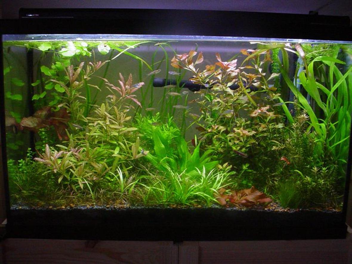 29 gallons planted tank (mostly live plants and fish) - Eclectic and wild. Photo taken February 19, 2006