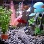 6 gallons freshwater fish tank (mostly fish and non-living decorations) - a wide range of fish
