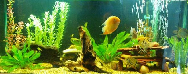 75 gallons freshwater fish tank (mostly fish and non-living decorations) - 75 gal with (mostly) SA cichlids.