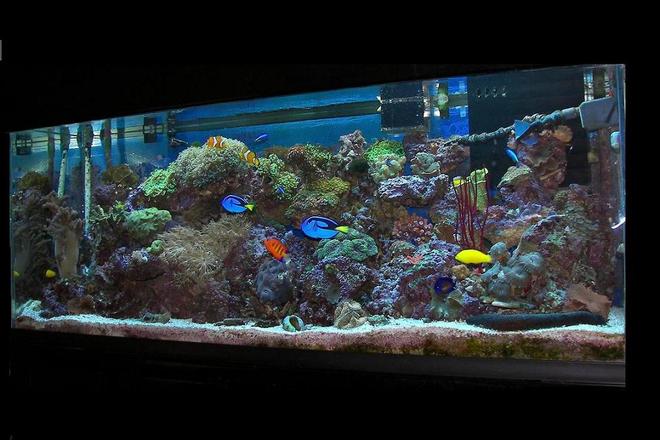 120 gallons reef tank (mostly live coral and fish) - my 120 reef 20+ fish, 17corals