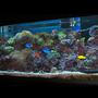 120 gallons reef tank (mostly live coral and fish) - my 120 reef 20+ fish, 17corals