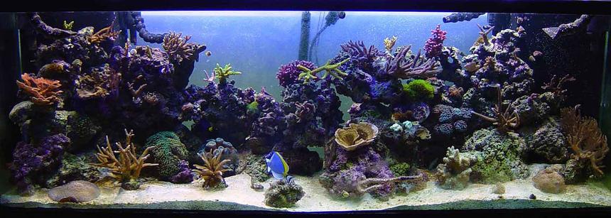 Rated #193: 180 Gallons Reef Tank - Full Shot of my Oceanic RR180