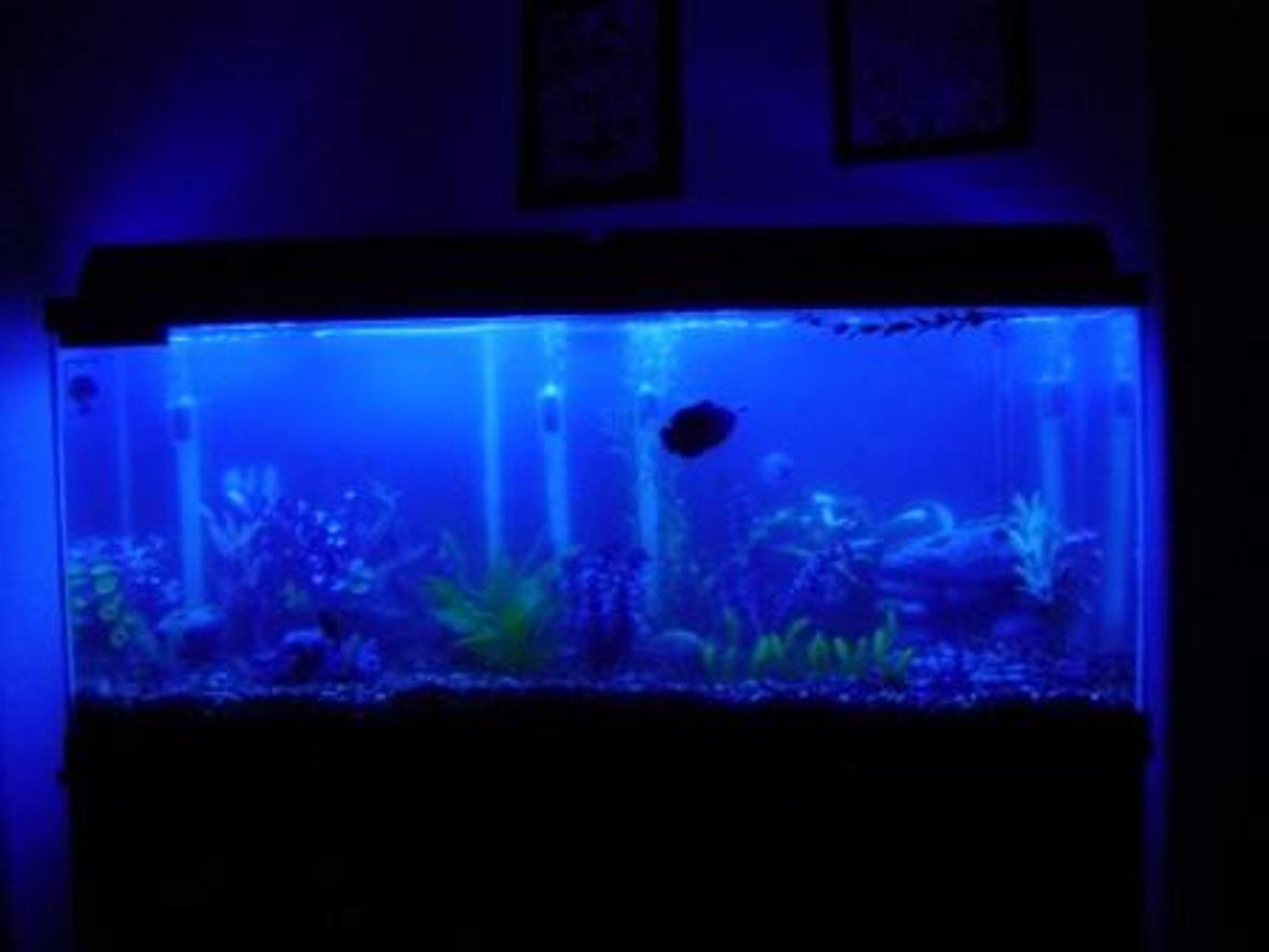 55 gallons freshwater fish tank (mostly fish and non-living decorations) - my tank