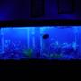 55 gallons freshwater fish tank (mostly fish and non-living decorations) - my tank