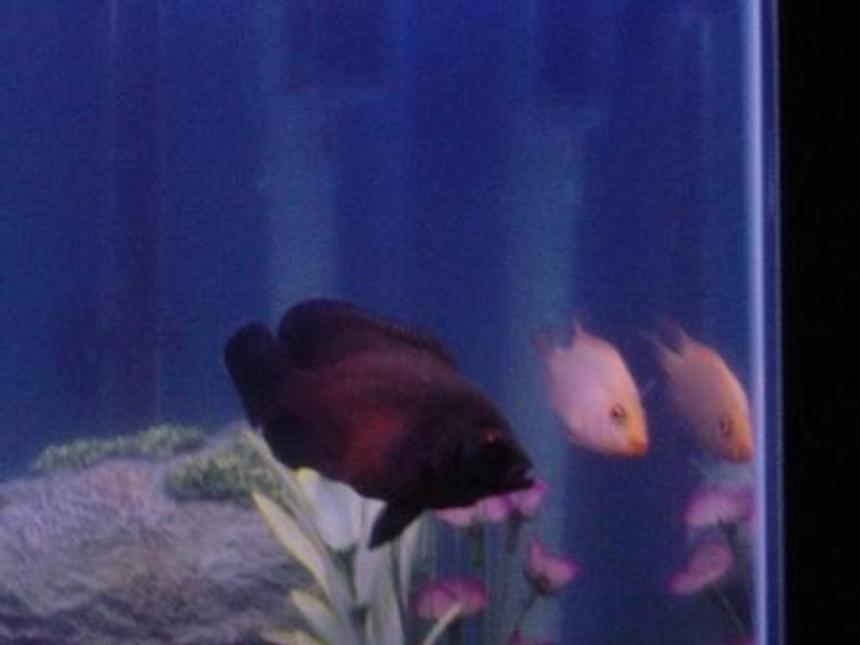 Rated #2412: Freshwater Fish - Astronotus Ocellatus - Tiger Oscar Stocking In 55 Gallons Tank - more fish