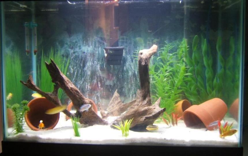 Rated #301: 30 Gallons Freshwater Fish Tank - The smaller bedroom tank
