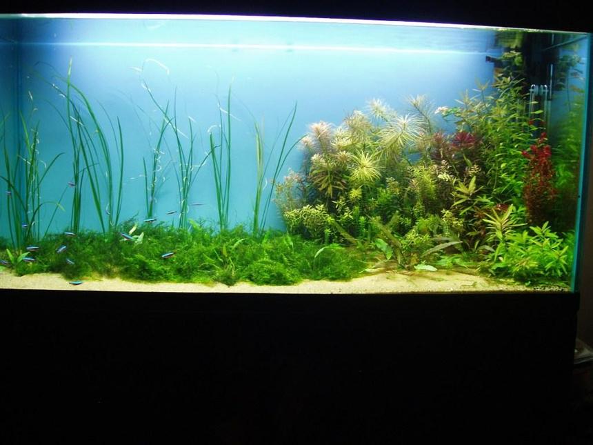 Rated #98: 75 Gallons Planted Tank - my old fish tank