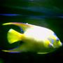saltwater fish - holacanthus ciliaris - queen angelfish stocking in 125 gallons tank - Queen Angel in my 125