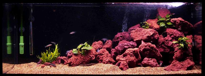 Rated #47: 72 Gallons Freshwater Fish Tank - This is my Tang tank... poor picture will upload a better one soon... :)