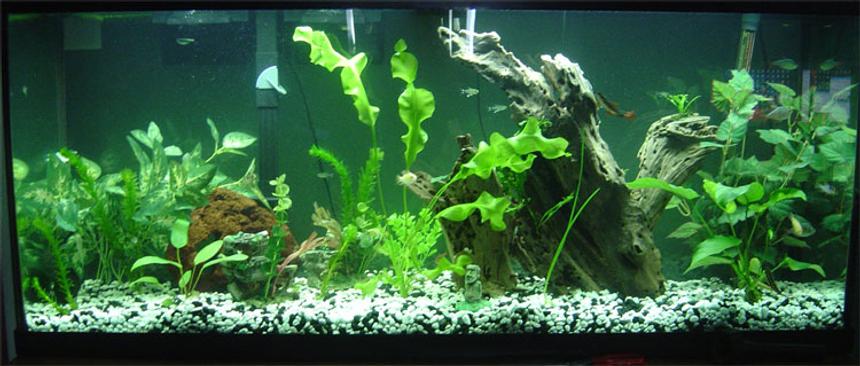 Rated #79: 55 Gallons Freshwater Fish Tank - this is my tank...