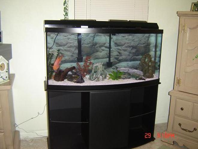 72 gallons freshwater fish tank (mostly fish and non-living decorations) - My 72 gallon bowfront tank
