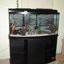 72 gallons freshwater fish tank (mostly fish and non-living decorations) - My 72 gallon bowfront tank