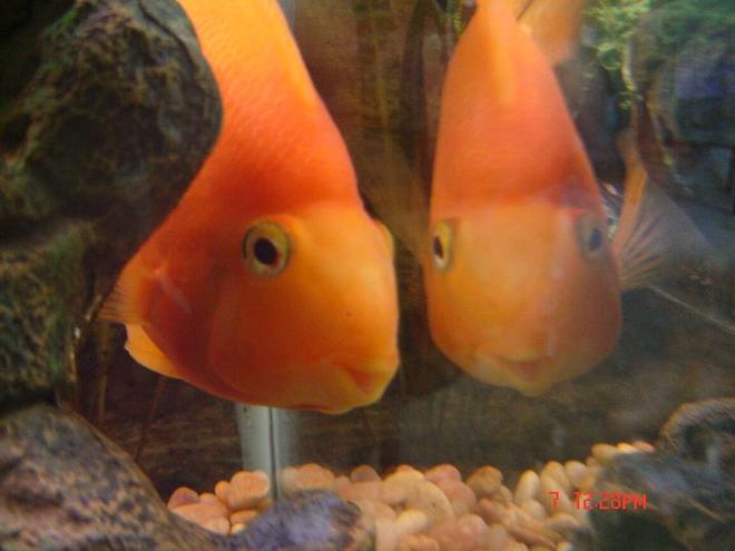 freshwater fish - heros severus x amphilophus citrinellum - blood parrot stocking in 72 gallons tank - Moby likes to look at himself =)