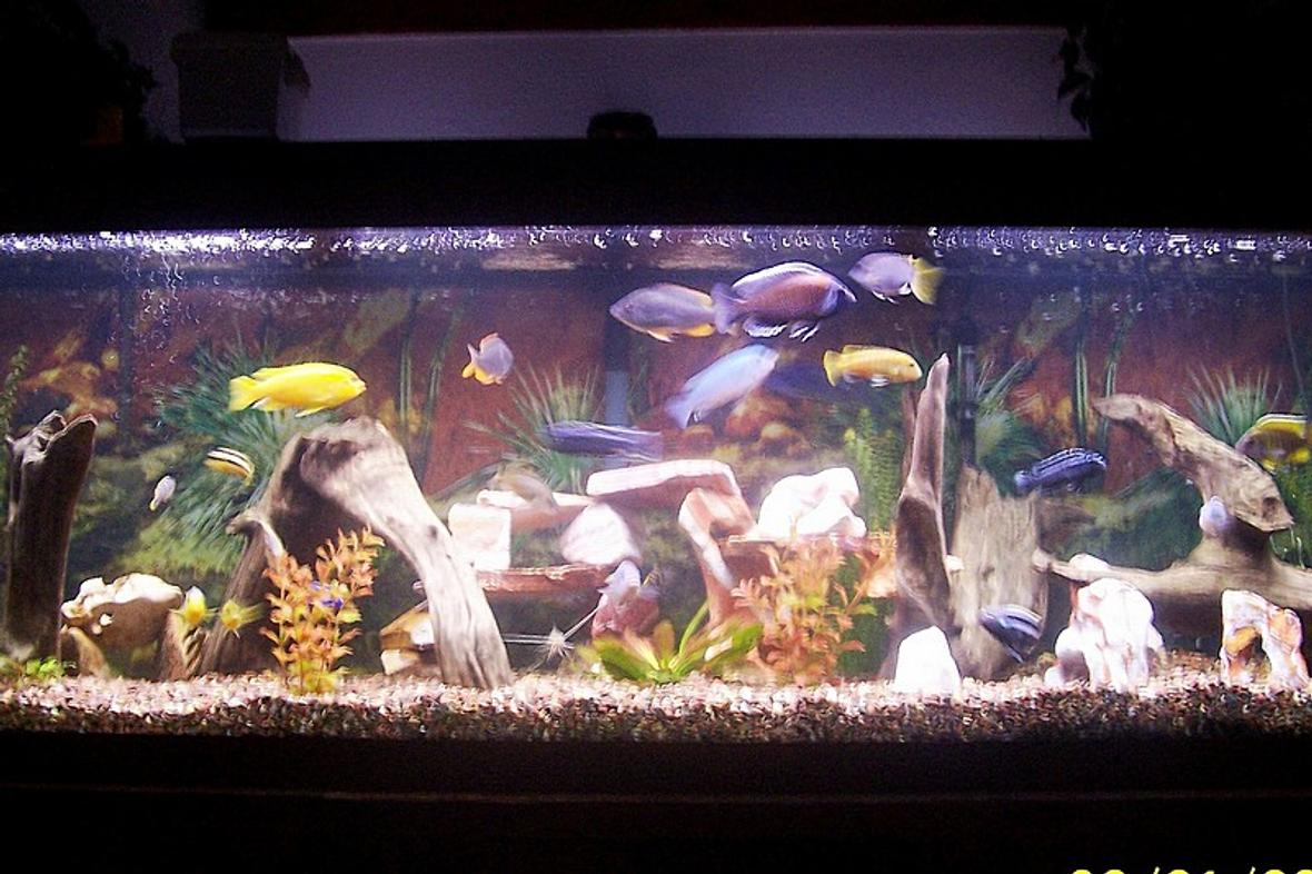 125 gallons freshwater fish tank (mostly fish and non-living decorations) - 125 Gallon Chiclid tank including Sofocoli, Chipoke, Johanni, Yellow Labs, and a Pictus Cat.
