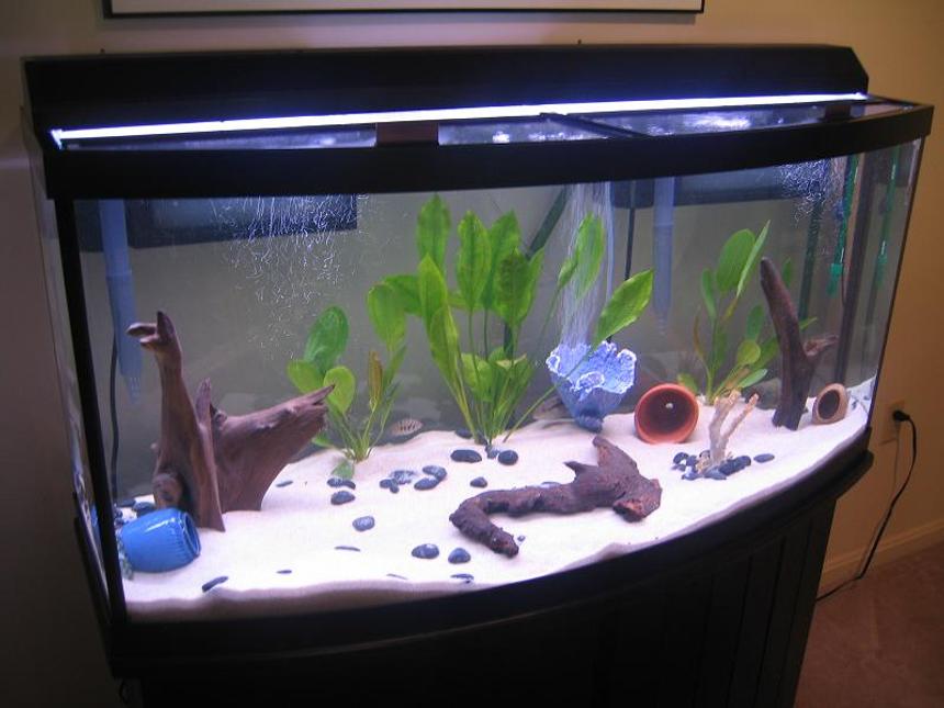 Rated #318: 72 Gallons Freshwater Fish Tank - 72 gallon Bowfront aquarium, 48 in Orbit PC lighting, 2 Aqua Clear 500's.
1 Tiger Oscar, 2 Jack Dempseys, 1 Convict, 1 Common Pleco and 3 Amazon Sword plants.
