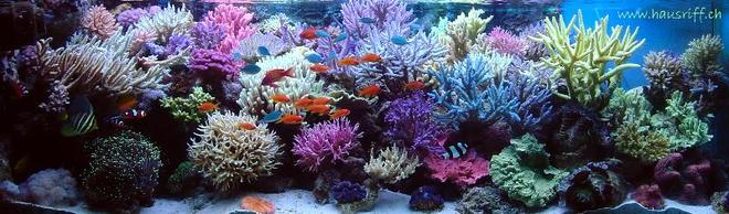 210 gallons reef tank (mostly live coral and fish) - full view