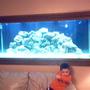 210 gallons saltwater fish tank (mostly fish, little/no live coral) - MY BOY AGAIN