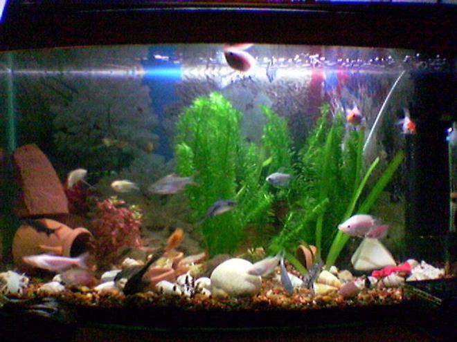 20 gallons freshwater fish tank (mostly fish and non-living decorations) - my tank! 20 gallons, not much but i love it!
