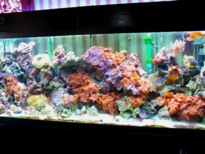 Rated #84: 150 Gallons Reef Tank - my 150 gallon reef tank