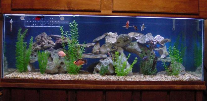 200 gallons freshwater fish tank (mostly fish and non-living decorations) - Central & South American Community!
