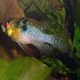 freshwater fish - papiliochromis ramirezi - german blue ram stocking in 55 gallons tank - this is a good look at one of my german rams...