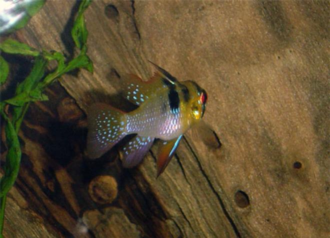 freshwater fish - papiliochromis ramirezi - german blue ram stocking in 55 gallons tank - another look at one of my german rams....
