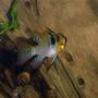 freshwater fish - papiliochromis ramirezi - german blue ram stocking in 55 gallons tank - another look at one of my german rams....
