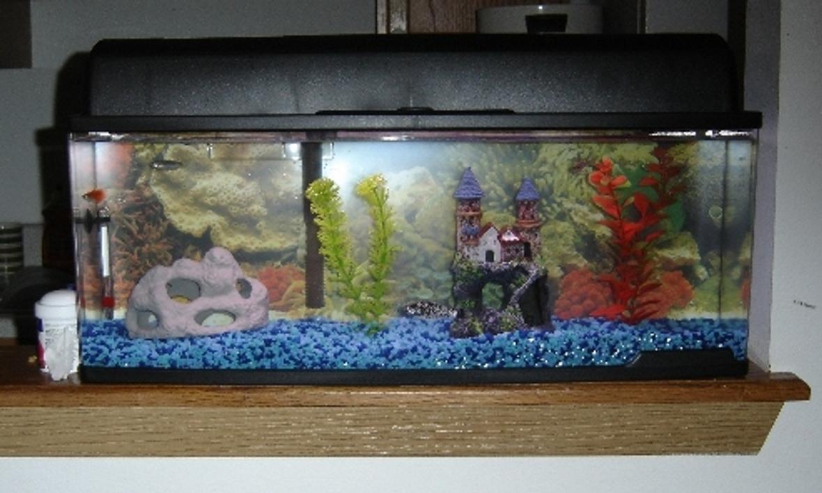 7 gallons freshwater fish tank (mostly fish and non-living decorations) - This one is a Bookself aquarium and it measures 23.75 inches wide, 11 inches deep and 9 inches high. It has a source of light on the top and a filter which hangs on the back side of the aquarium. An artifical rock, a chaute, Two Artificial plants, one Dalmatian Molly, three Zebra Danio and one Red Fire Guppy .