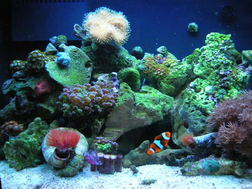 Rated #64: 12 Gallons Reef Tank - Full tank Shot