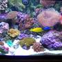 75 gallons reef tank (mostly live coral and fish) - pic of my 75 gallon tank