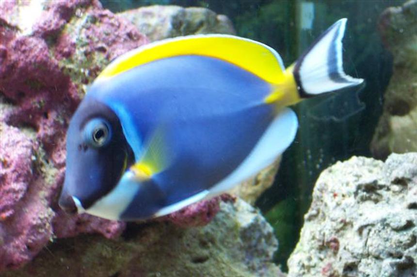 Rated #28: Saltwater Fish - Acanthurus Leucosternon - Powder Blue Tang Stocking In 75 Gallons Tank - one of my powder blue tangs