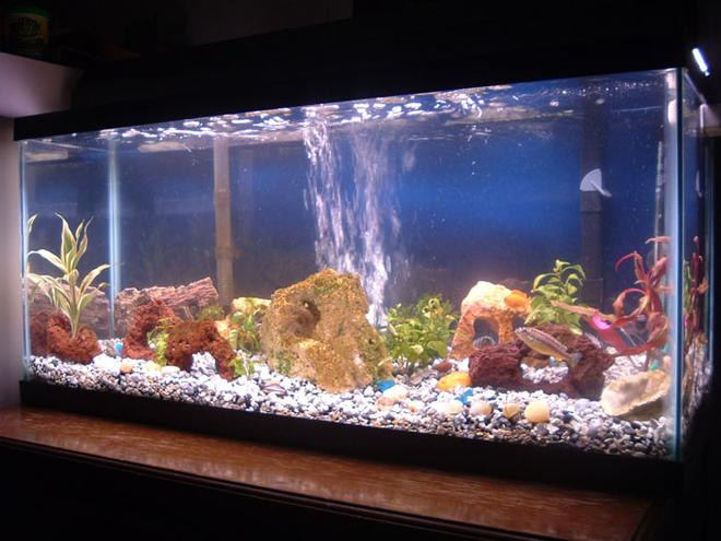30 gallons freshwater fish tank (mostly fish and non-living decorations) - 02-28-06