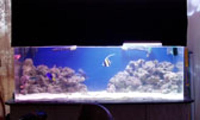 100 gallons saltwater fish tank (mostly fish, little/no live coral) - 120 gal..with LR and moorish idol, regal tang,. snowflake eel, lionfish, puffer, lunare wrasse, i have a 450w mh, 175w mh and 370w of vho,,