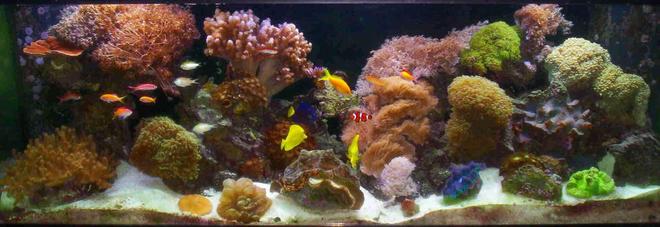 180 gallons reef tank (mostly live coral and fish) - 180 gal 2yr old tank