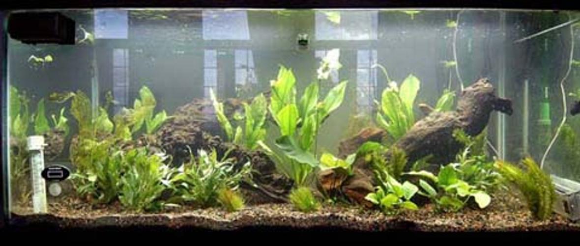 75 gallons planted tank (mostly live plants and fish) - 75 Galllon Planted 5 Dwarf Hairgrass. 2 Anubias nana 1 Anubias bateri-Large 4 Amazon Sword-Large, Potted 4 Temple Narrow Leaf 4 Anacharis 1 Ruffle Plant-Medium 2 Madagascar Lace 1 Marble Queen Radican