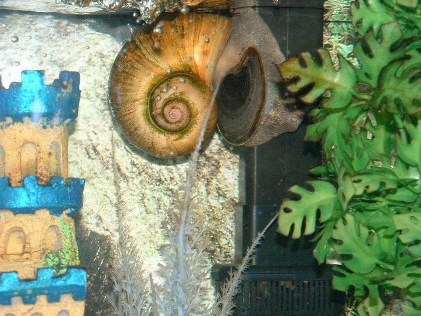 Rated #57: Corals Inverts - Pomacea Canaliculata - Apple Snail Stocking In 30 Gallons Tank - This is my Apple Snail.  She is eating algea off of my filter.